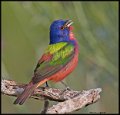 _8SB8416 painted bunting